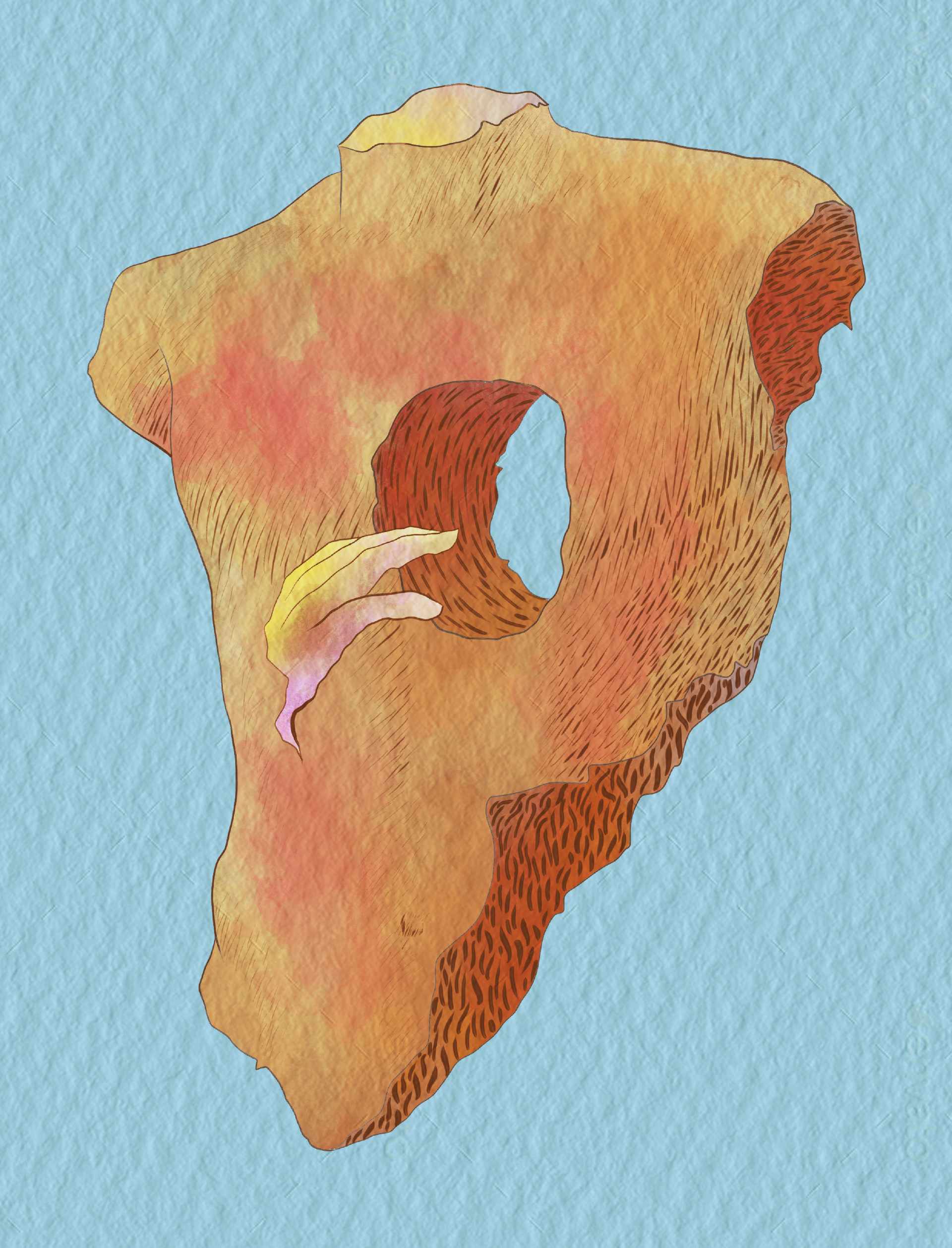 Illustrations